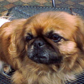 dit is layka, lief heh???