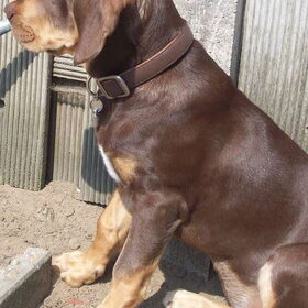 Hondenfoto van Juut & Brownie 