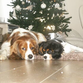 dit werd de kerstkaart 2009.