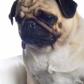 Ik ben echt een knuffelhond hoor