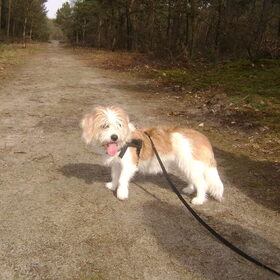 Hondenfoto van Marjan & Charlie