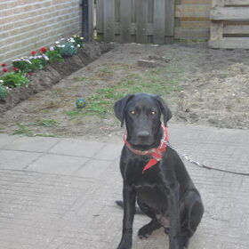rocky heeft straf