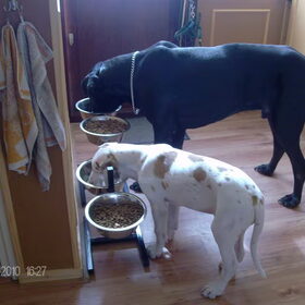 Hondenfoto van Esther,Bailey.Bruno en *Bono*
