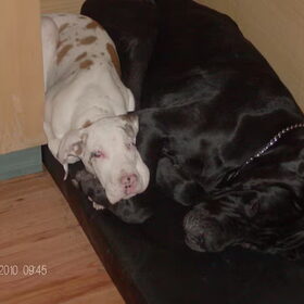 Hondenfoto van Esther,Bailey.Bruno en *Bono*