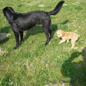 ik ben bijna bij die groote hond oeps
