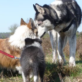 Hondenfoto van Shamilla & Zena
