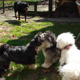 Sasha, tommie en charly(beco achtergrond)