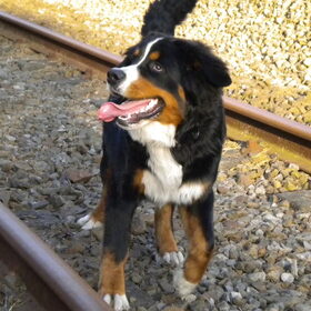 Een spoorweg ??? Wat is dat nu weer ...
