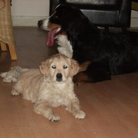 Hondenfoto van Lisa & doggs