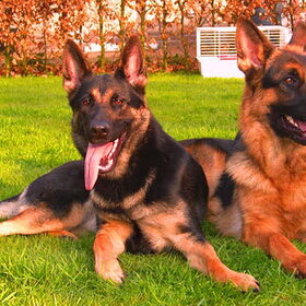 Hondenfoto van Amanda-Djyant, Chinca & Kyra