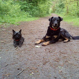 Hondenfoto van Amanda-Djyant, Chinca & Kyra