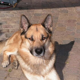Smokey.....andere hond van me schoonouders (duitse herder x…