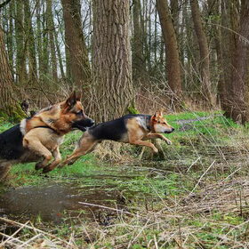 Hondenfoto van Inge & Danger