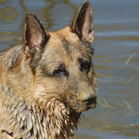 Hondenfoto van Inge & Danger