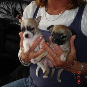 onze 2 schattige puppies wie wil ze een warm tuis geven voor…