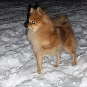 Luna in de sneeuw!