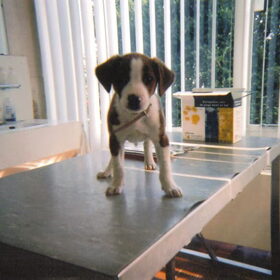 jacko voor de eerste keer bij de dierenarts +/- 4 maanden oud