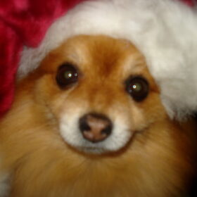 Kerst 2009