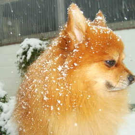 In de sneeuw