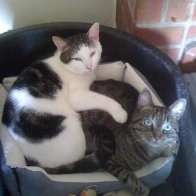 Gismo & Freggel