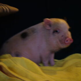 Babs ons mini zwijntje