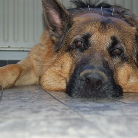 Hondenfoto van Inge & Danger