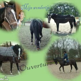 Ouverture mijn paardje waar ik al 7 jaar met liefde voor mag…