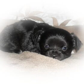 Ons chihuahuake Valentina