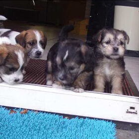 Wienske 3de pup van links