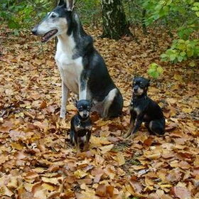 Kim met onze chihuahua's reutje Jip en teefje Noena