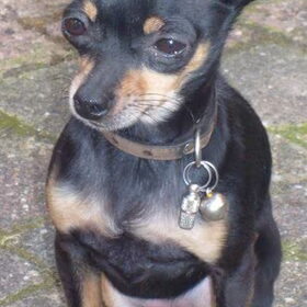 Mijn vierde hond Noena (chihuahua)2006