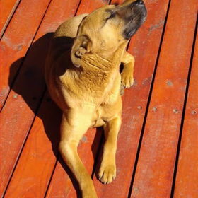 Hondenfoto van Angela • Bodhi