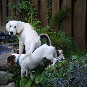 dit is butch met rocky in de tuin