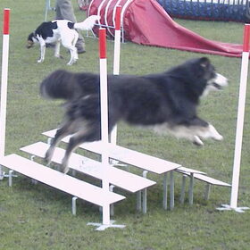 Ginger over de breed (3e les)