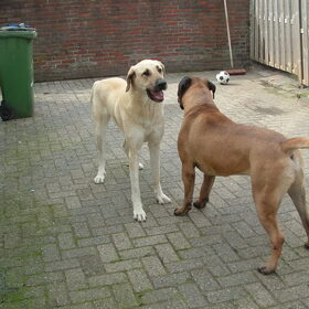 Hondenfoto van mijn bull en kangal