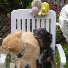 Paco en Perro