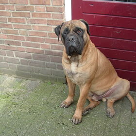 mijn bullmastiff paco