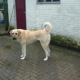 lady mijn kangal