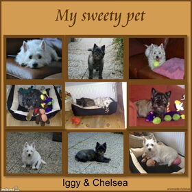 Mijn hondjes Samen.