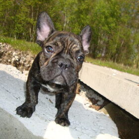 alweer buddha