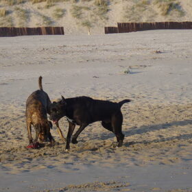 Hondenfoto van Erika & Faya  ?BRL?