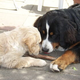 Hondenfoto van Lisa & doggs