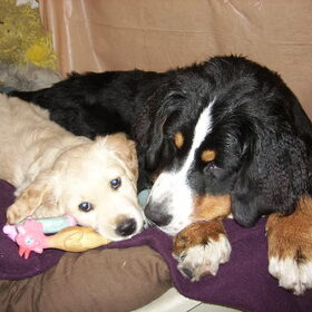 Hondenfoto van Lisa & doggs