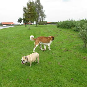 noa onze oude bulldog kwam laatst een sint bernard tegen , hmm…