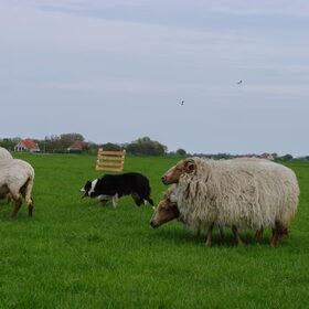 schapendrijven