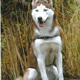 Aiko