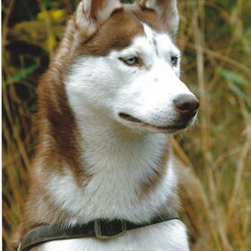 Aiko
