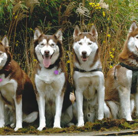 Luna, Dante, Aiko en Suka