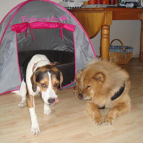 Hondenfoto van chantal Skye en Floki *Bailey *Devil en *Gizmo