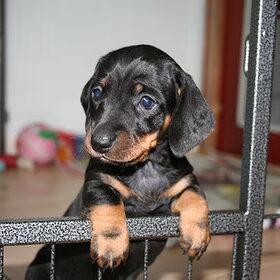 Delicious Dachshund Idyllic Indy, teefje uit Noa's eerste nestje…